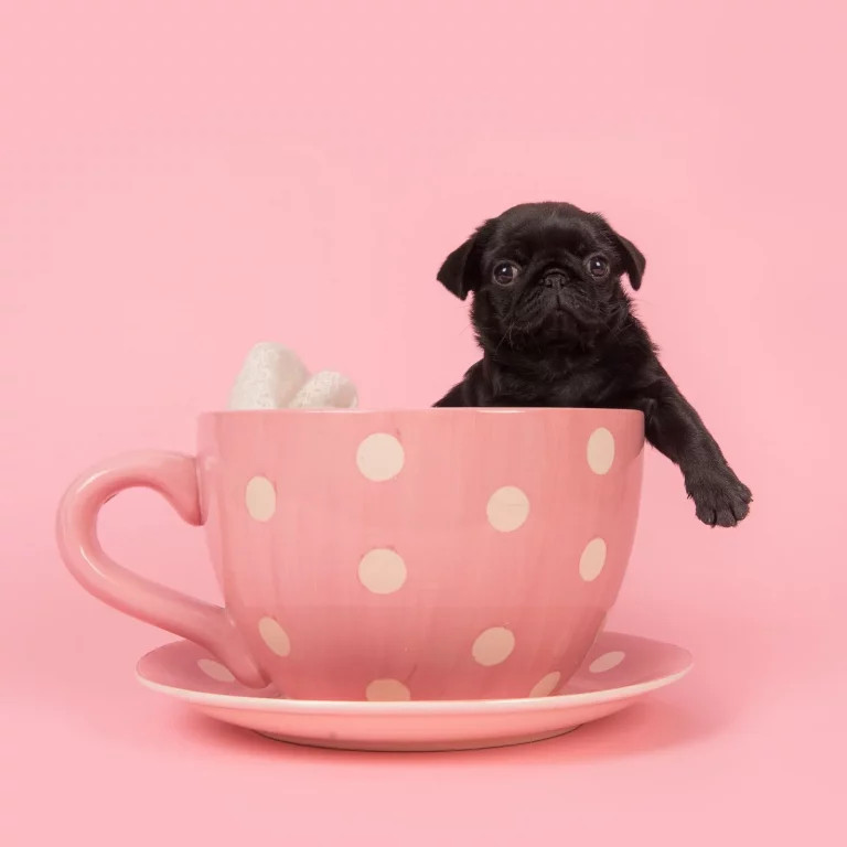 black puck in a pink tea cup