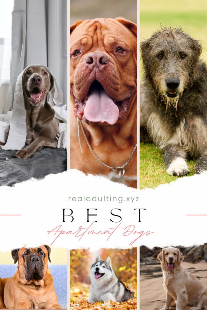 Pin image for Best Apartment Dogs blog post
