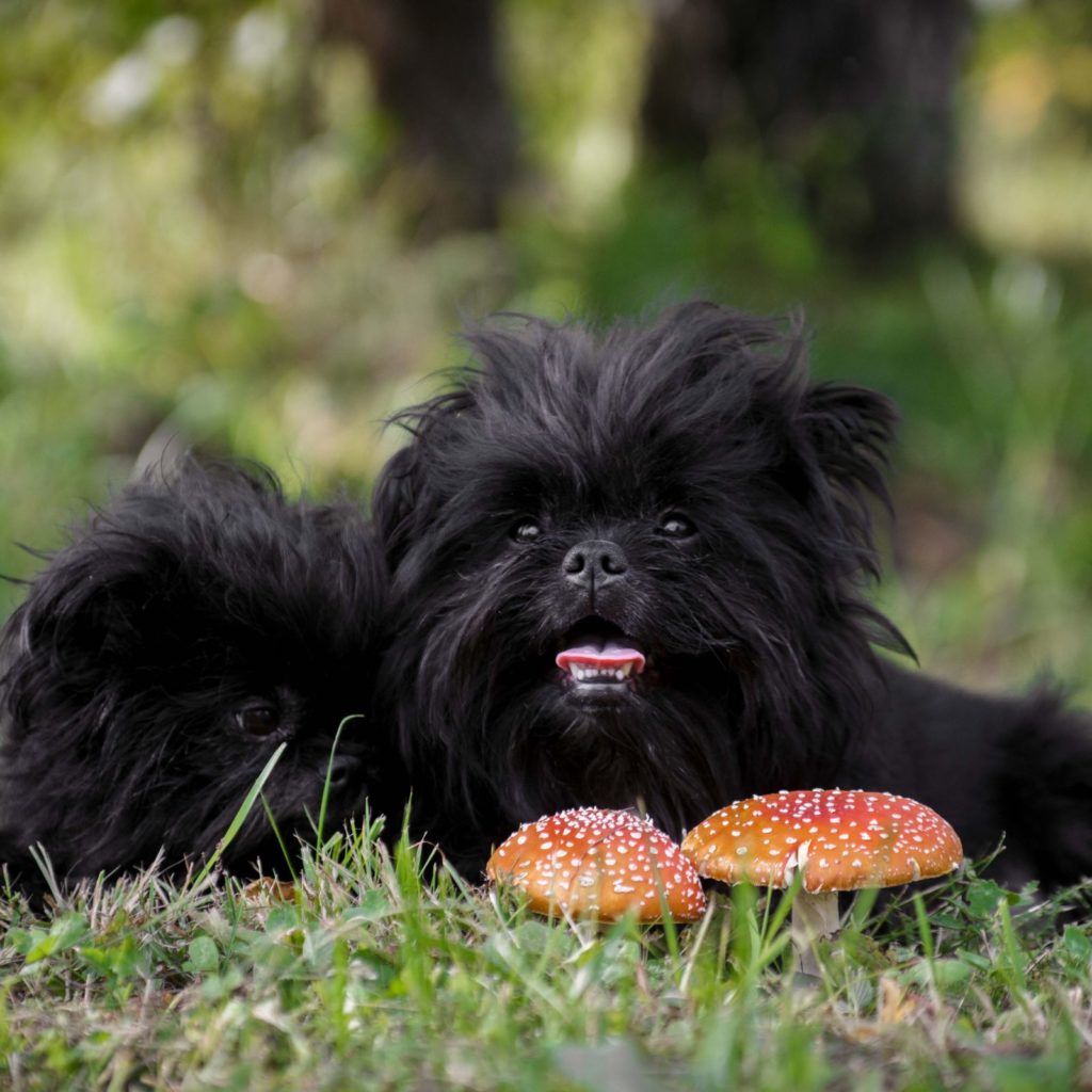 Affenpinscher's are tiny and curious, perfect for apartment living