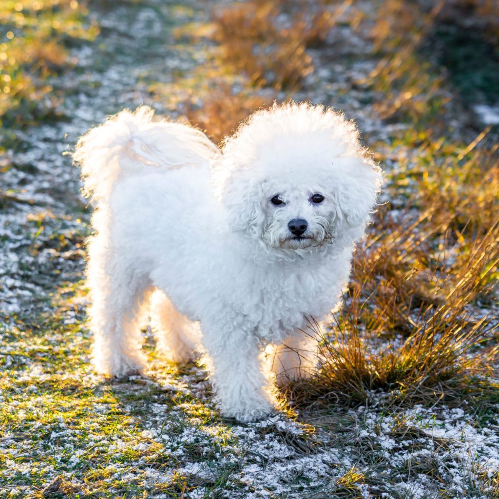 A Bichon Frisé can easily live in an apartment!
