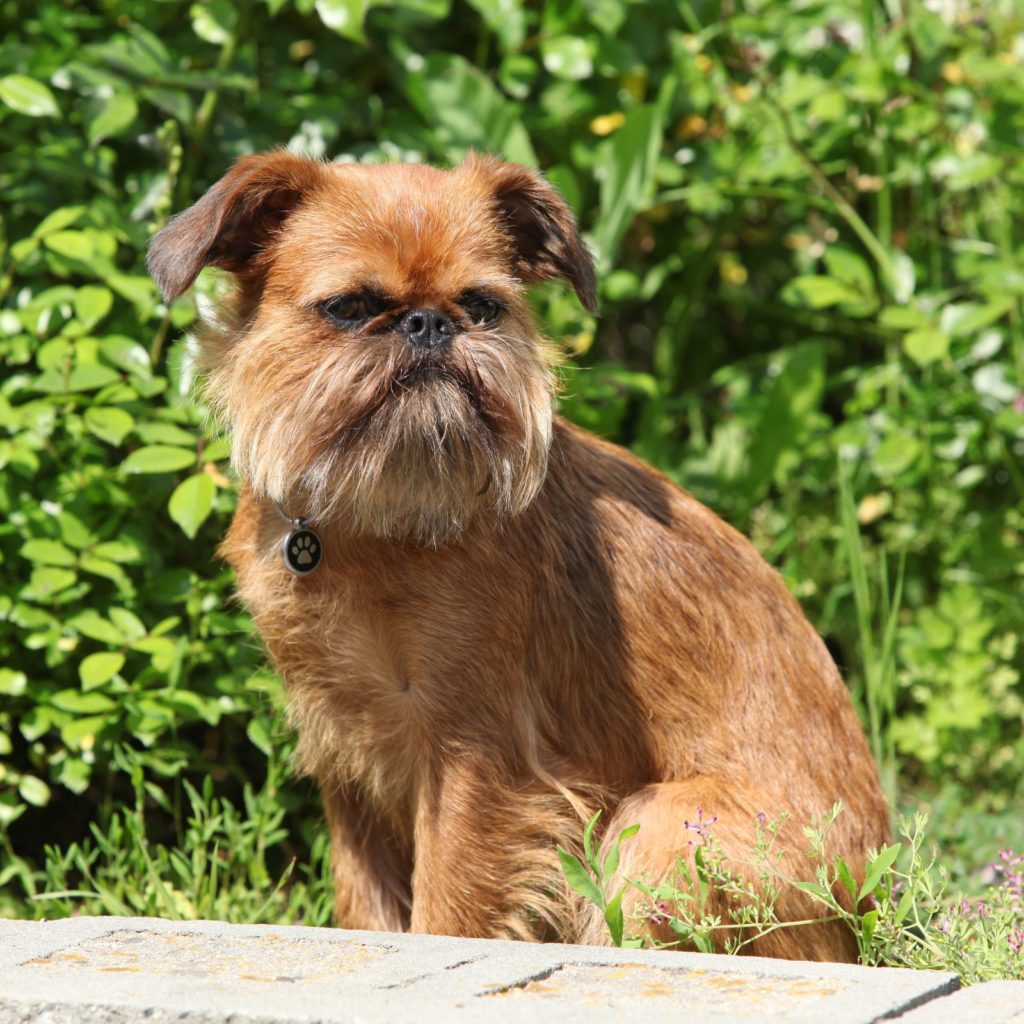Brussels Griffon look angry, but they'll love your apartment