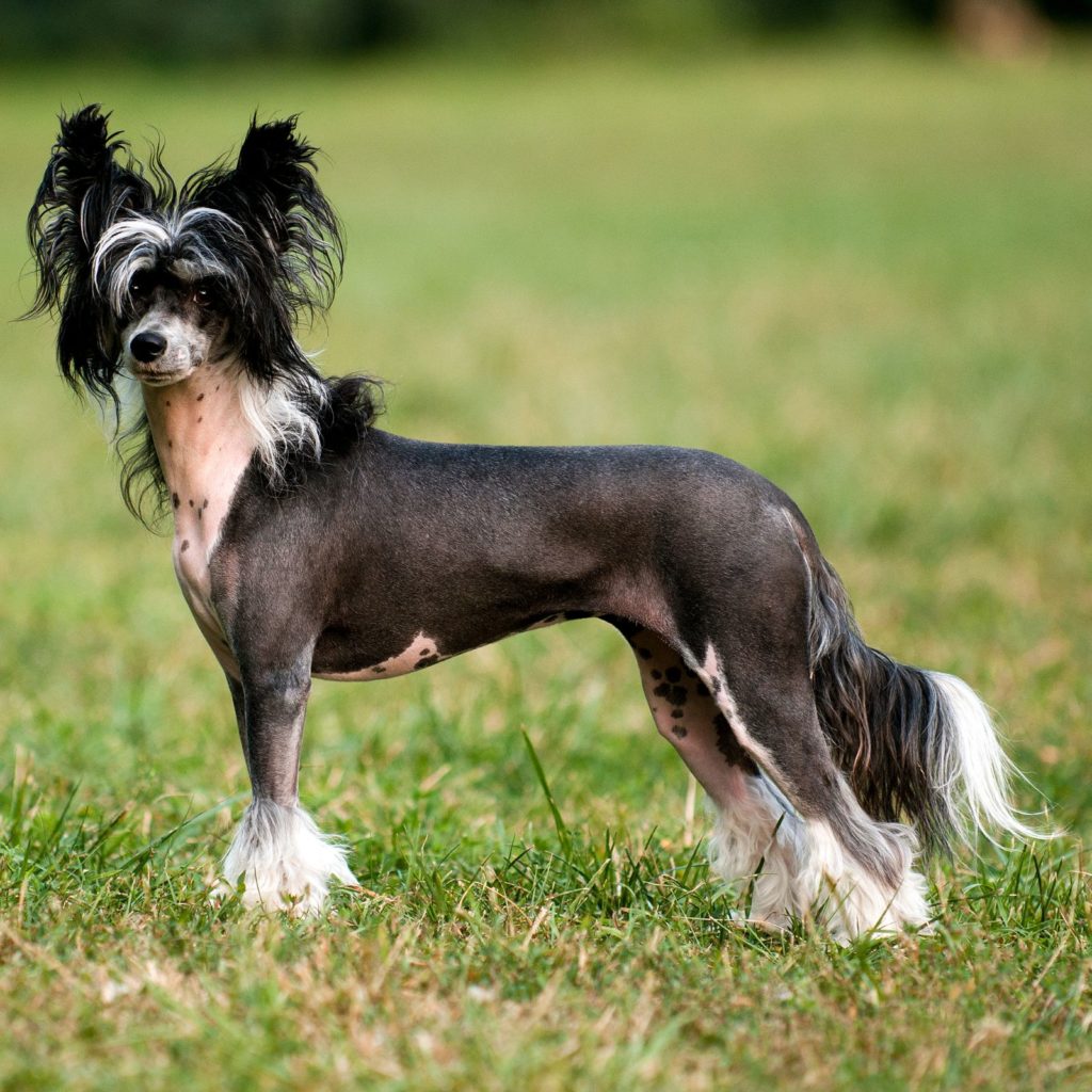 Chinese Crested dogs are great apartment buddies