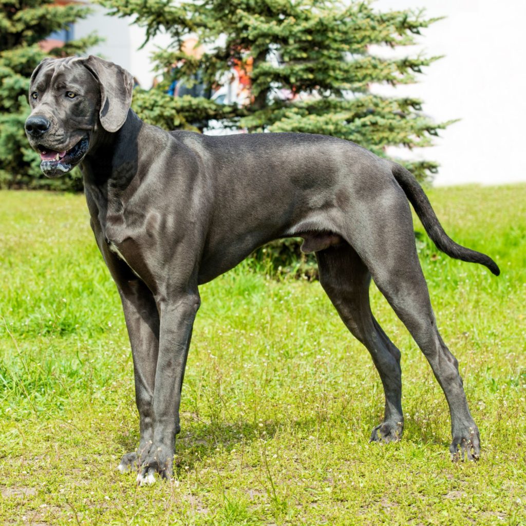 Surprisingly, Great Danes make for great apartment dogs because of their laid back temperament.