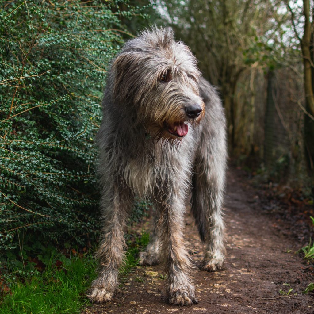 Irish Wolfhounds are apartment friendly dogs.