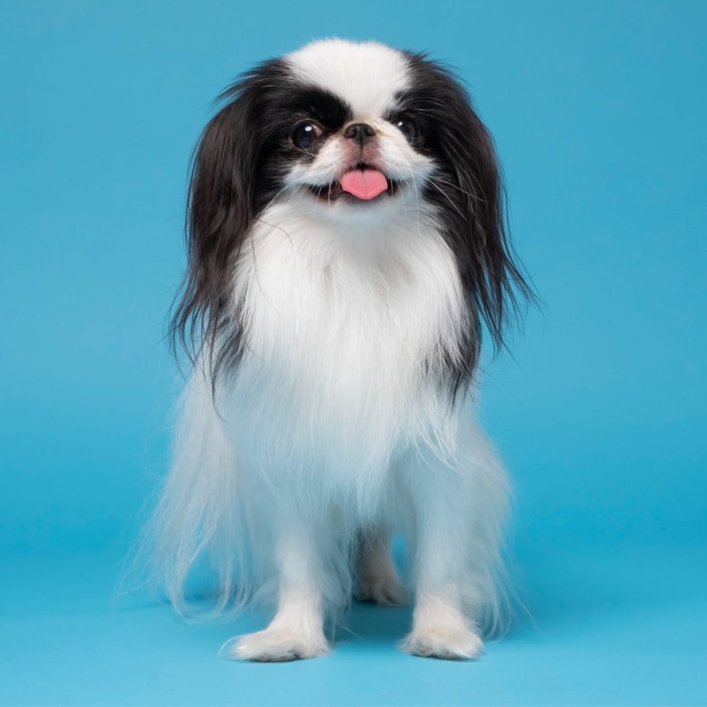 Japanese Chin dogs are a great apartment option