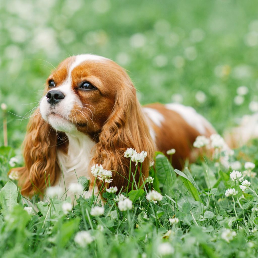 King Charles Cavalier Spaniel make for another great apartment dog