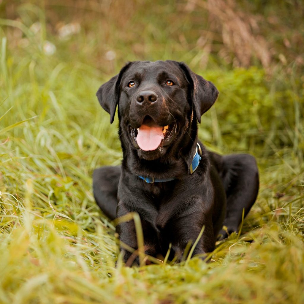 Labrador Retrievers like this super cute black one make some of the best large dogs for apartments.