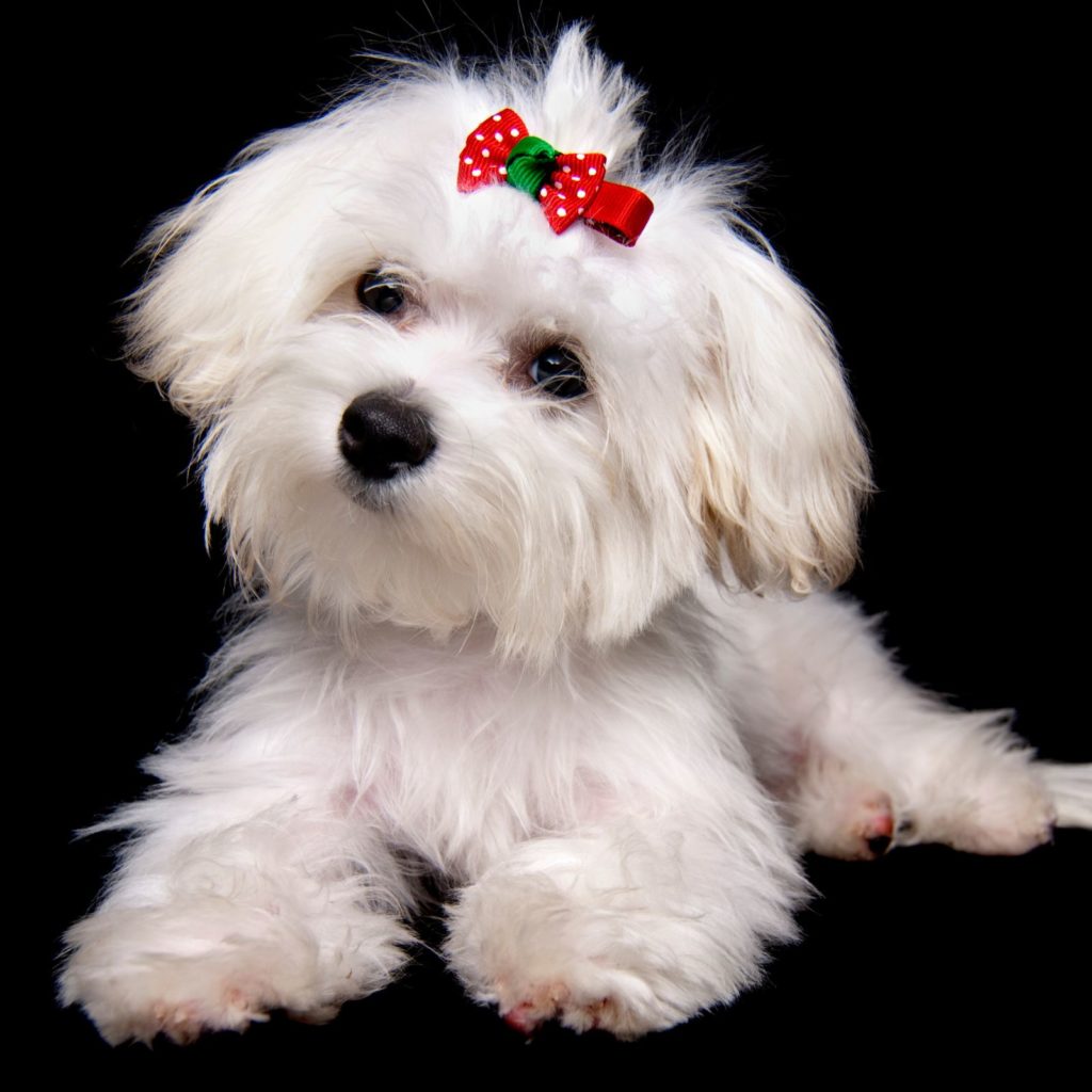 Maltese dogs are small and apartment friendly