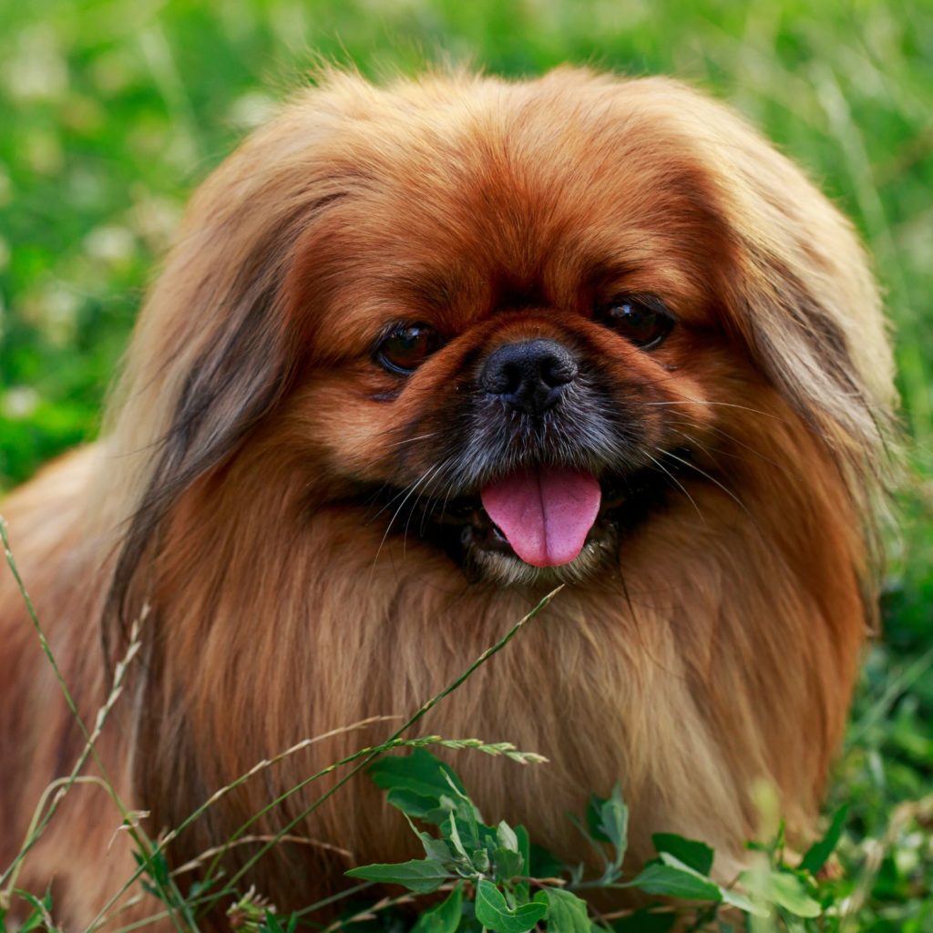 Pekingese dogs are also small and great for apartments