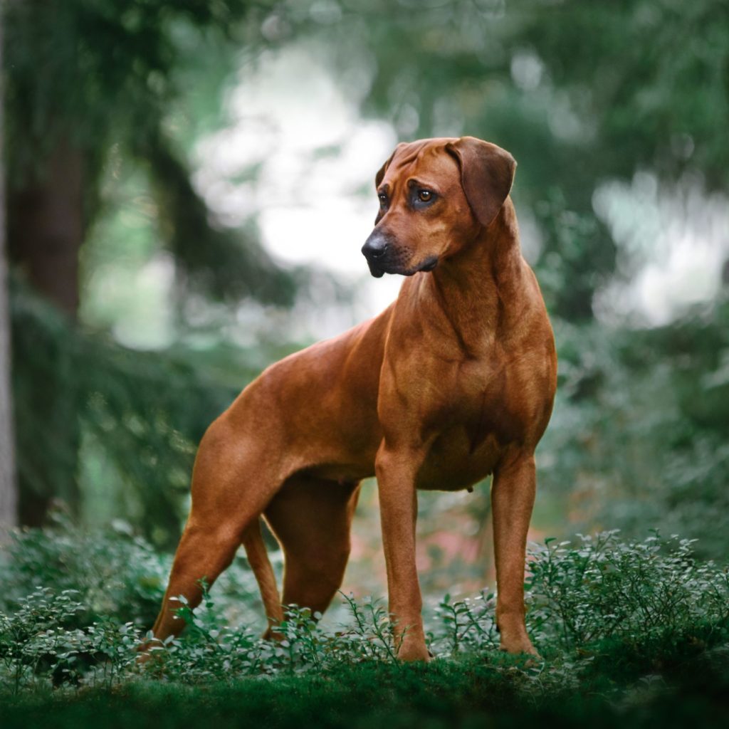 Rhodesian Ridgeback are pretty dogs that can live in apartments
