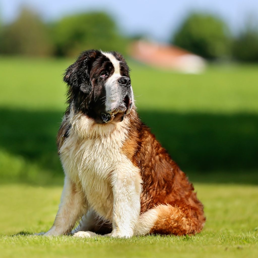 The Saint Bernard is a handsome and apartment friendly dog.