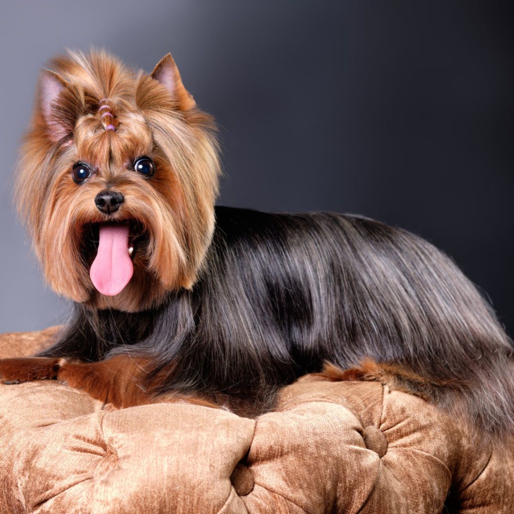 The Yorkshire Terrier is a great tiny companion for apartments