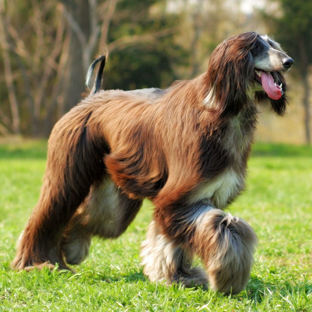 Afghan Houns are a good choice for a large hypoallergenic dogs. 