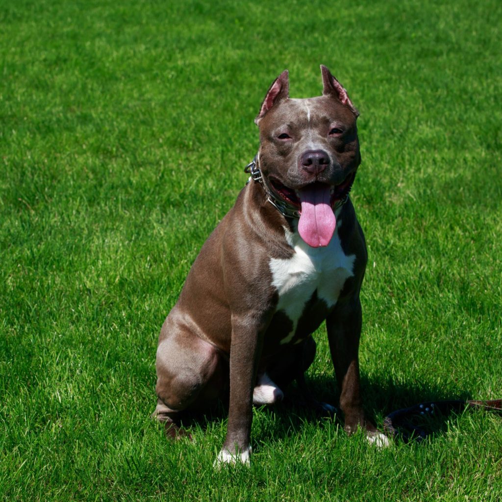 American Staffordshire Terriers are great companions, despite their shady rep!