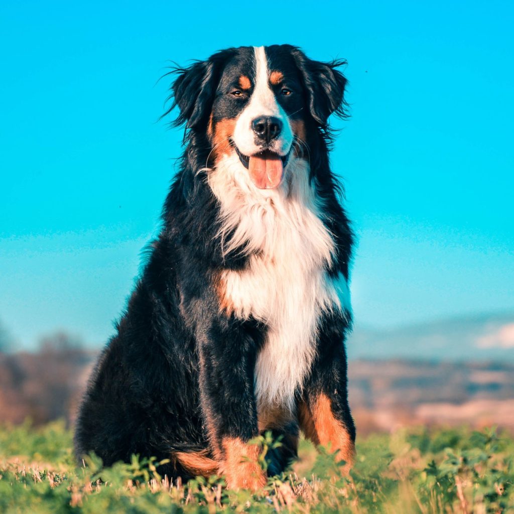 Bernese Mountain Dogs are another gorgeous choice for apartment dogs