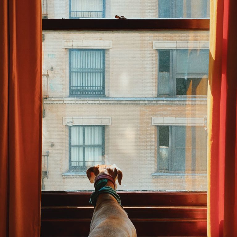 47+ Best Apartment Dogs That Can Thrive in Small Spaces
