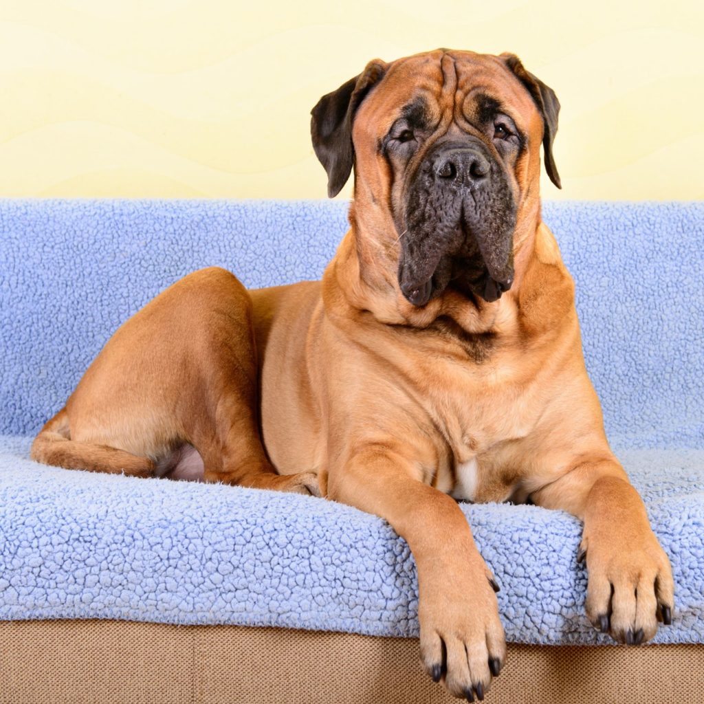 Bullmastiffs are MASSIVE dogs that are shockingly apartment friendly, as long as they have the right amount of exercise.