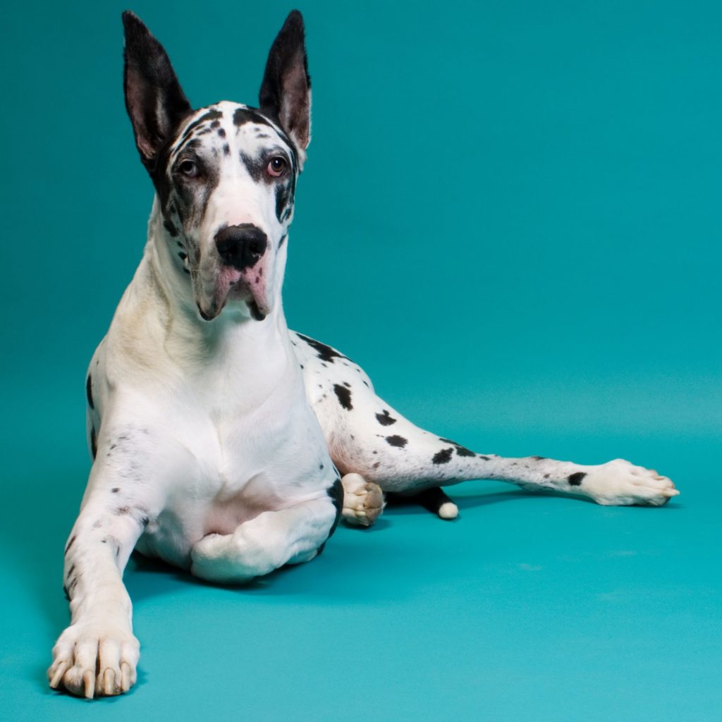 Surprisingly, Great Dane's do well in apartments, as long as you have the physical space for them.