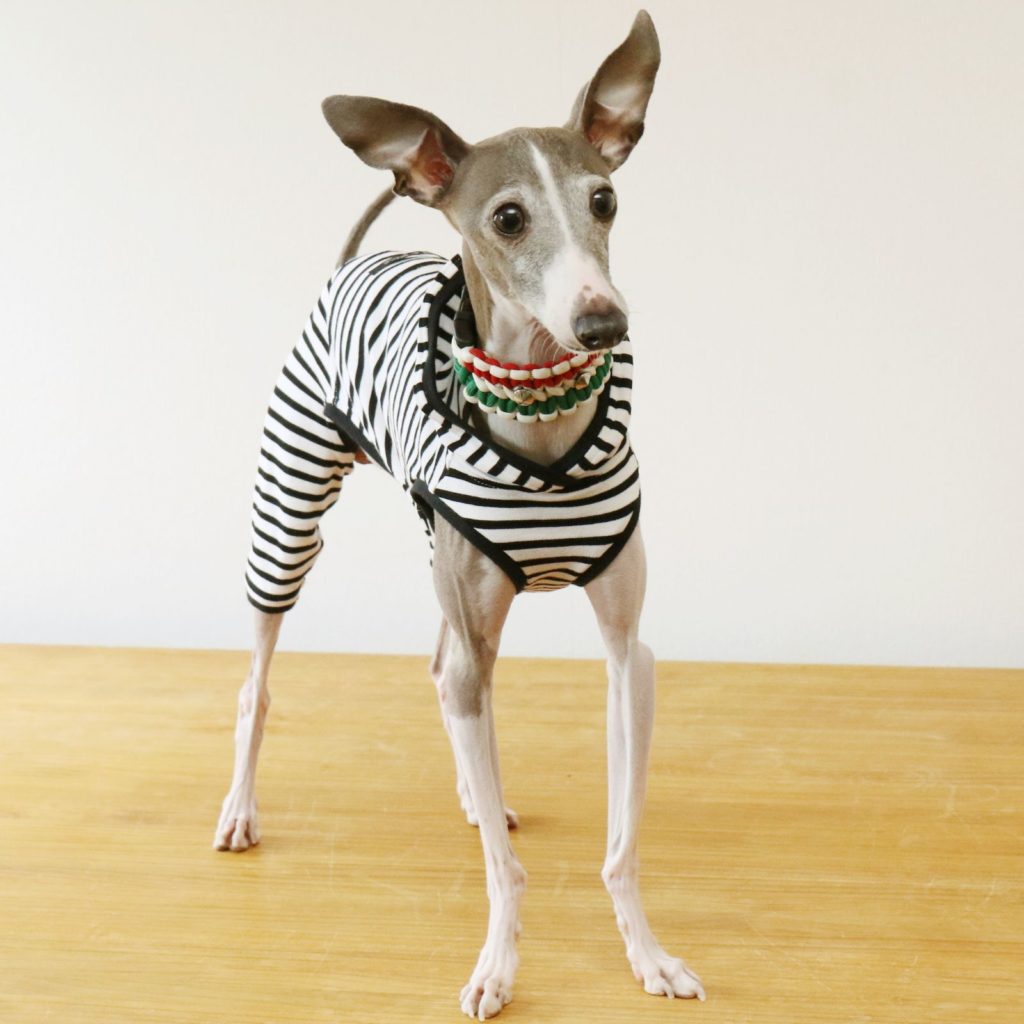 Italian Greyhounds are great small dogs for apartments